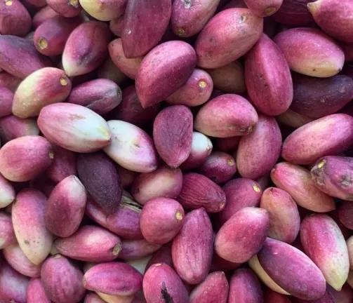 Kırmızı Yaş Fıstık 1 kg